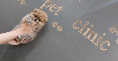 کلینیک دامپزشکی دکتر میرنوید هجرتی پرشین