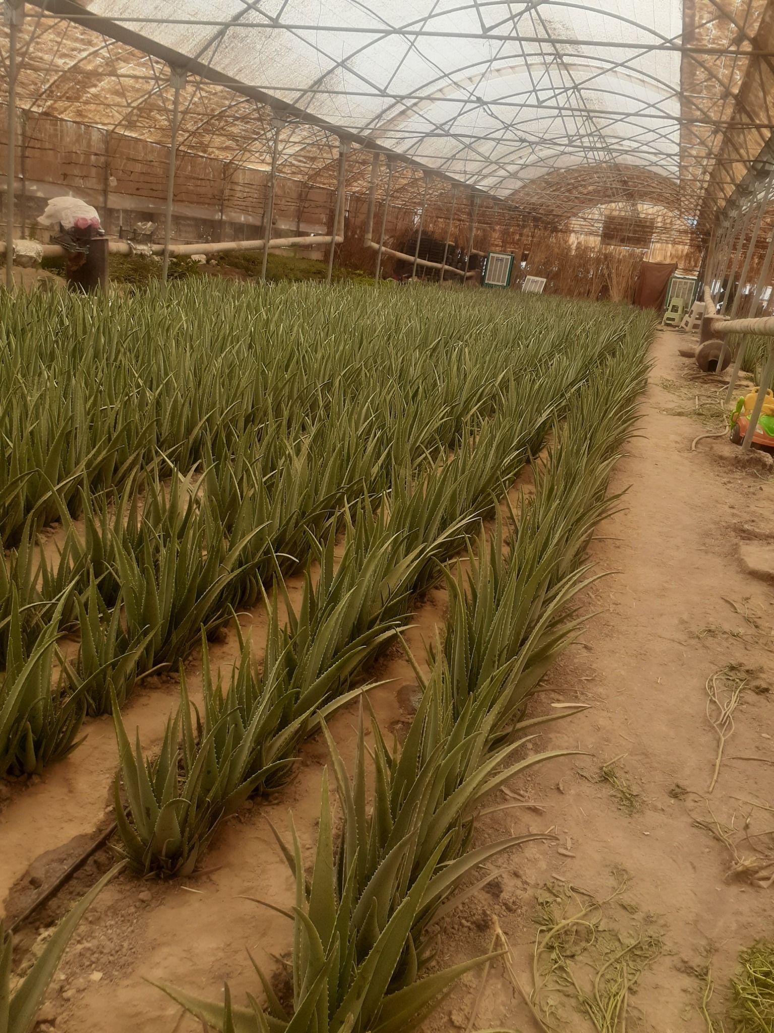 مزرعه زندگی