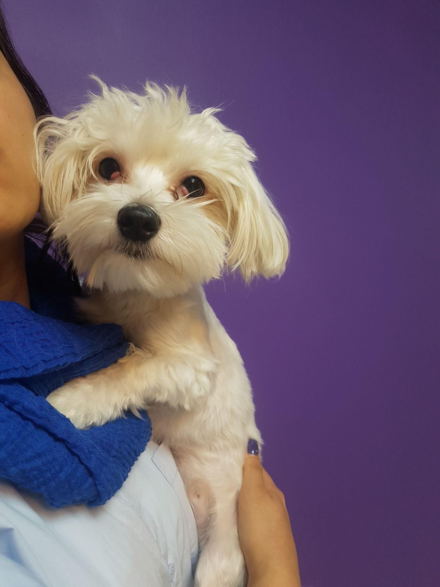 کلینیک دامپزشکی رستا