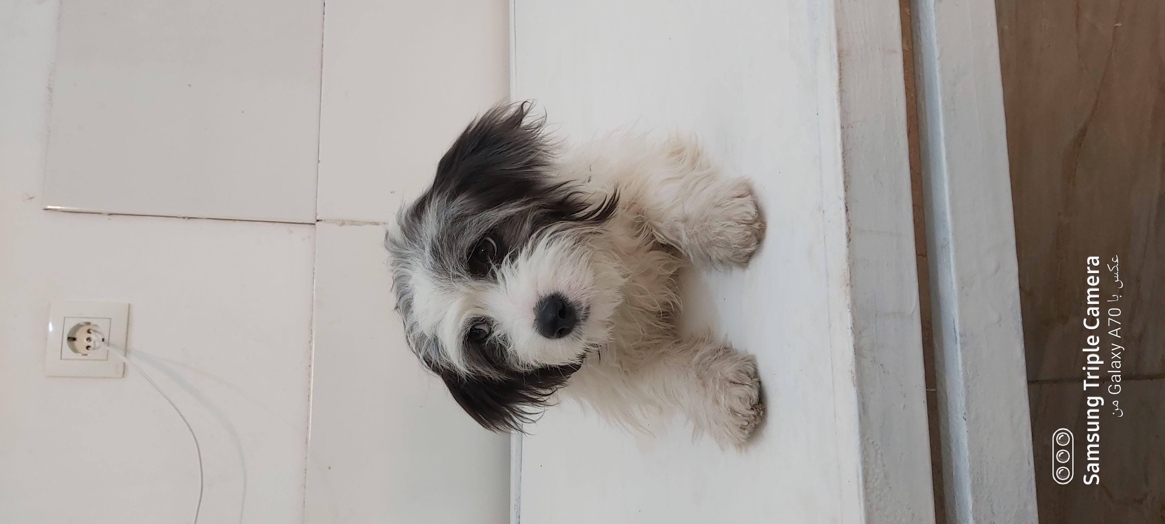 درمانگاه دامپزشکی دکتر یوسف پور