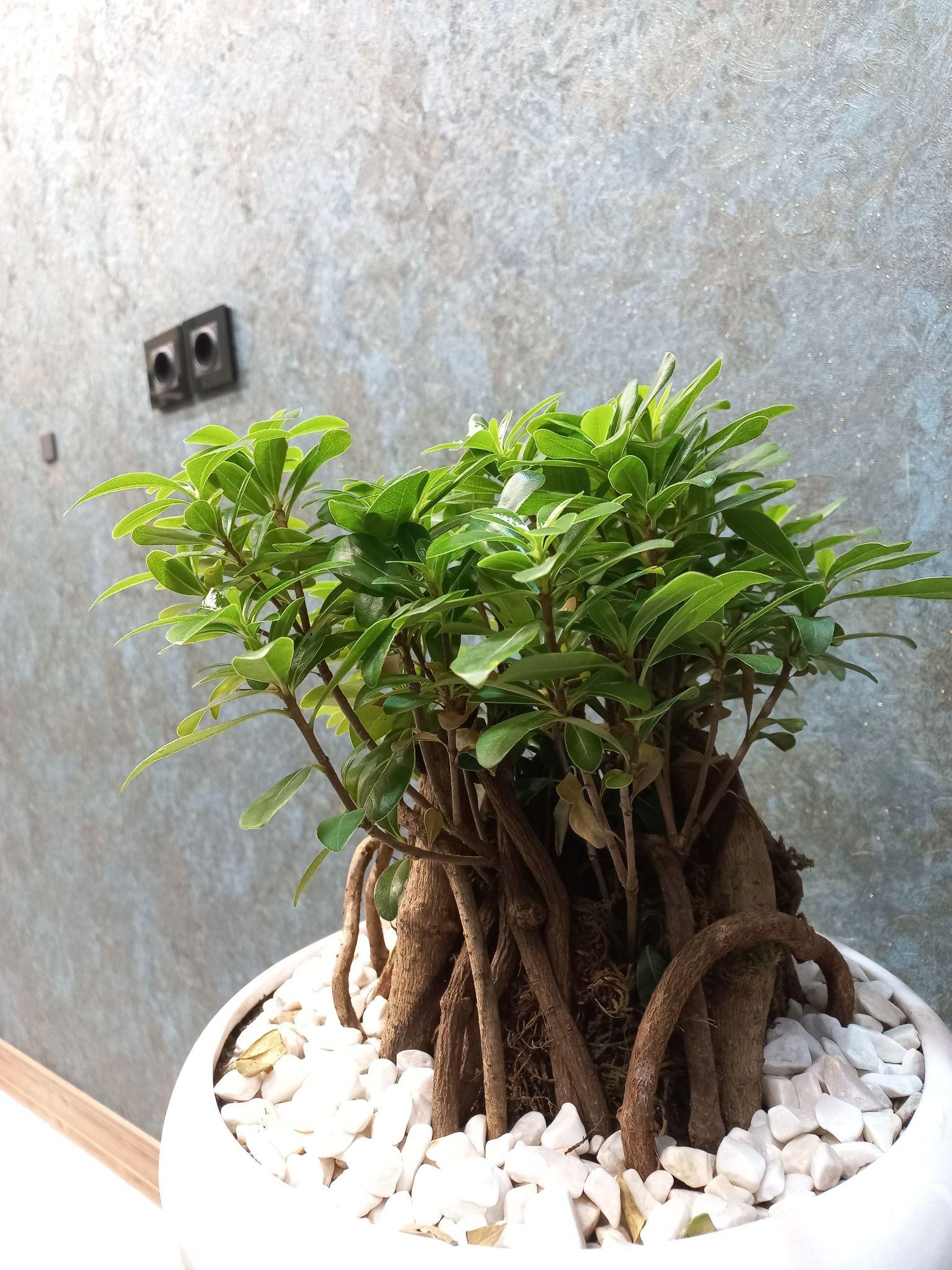 بورس سکه دریای زرین