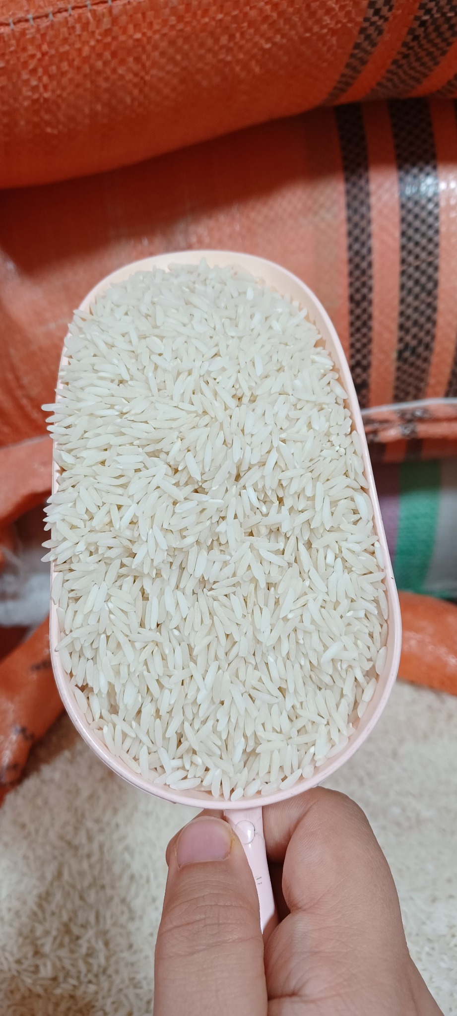 پخش برنج گیلان دهقانی