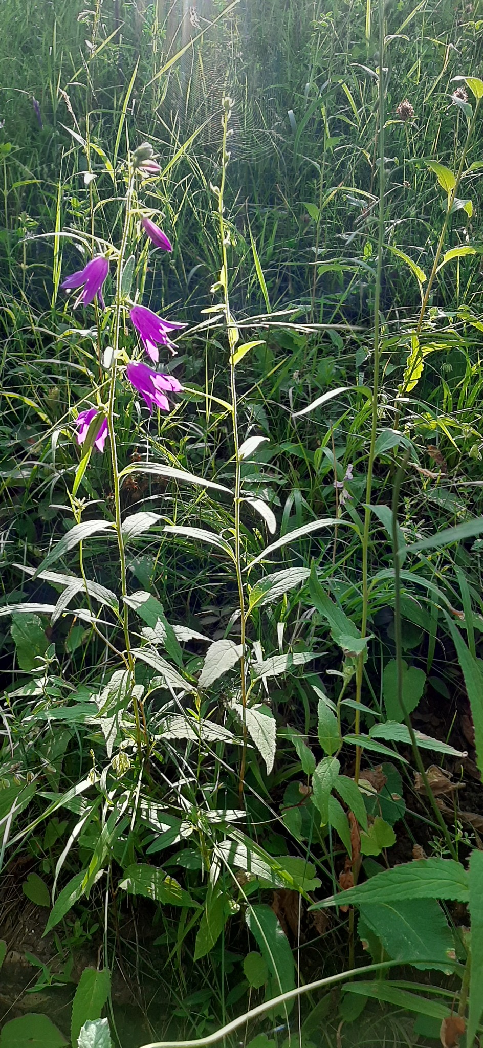 طبیعت گردی همنوا