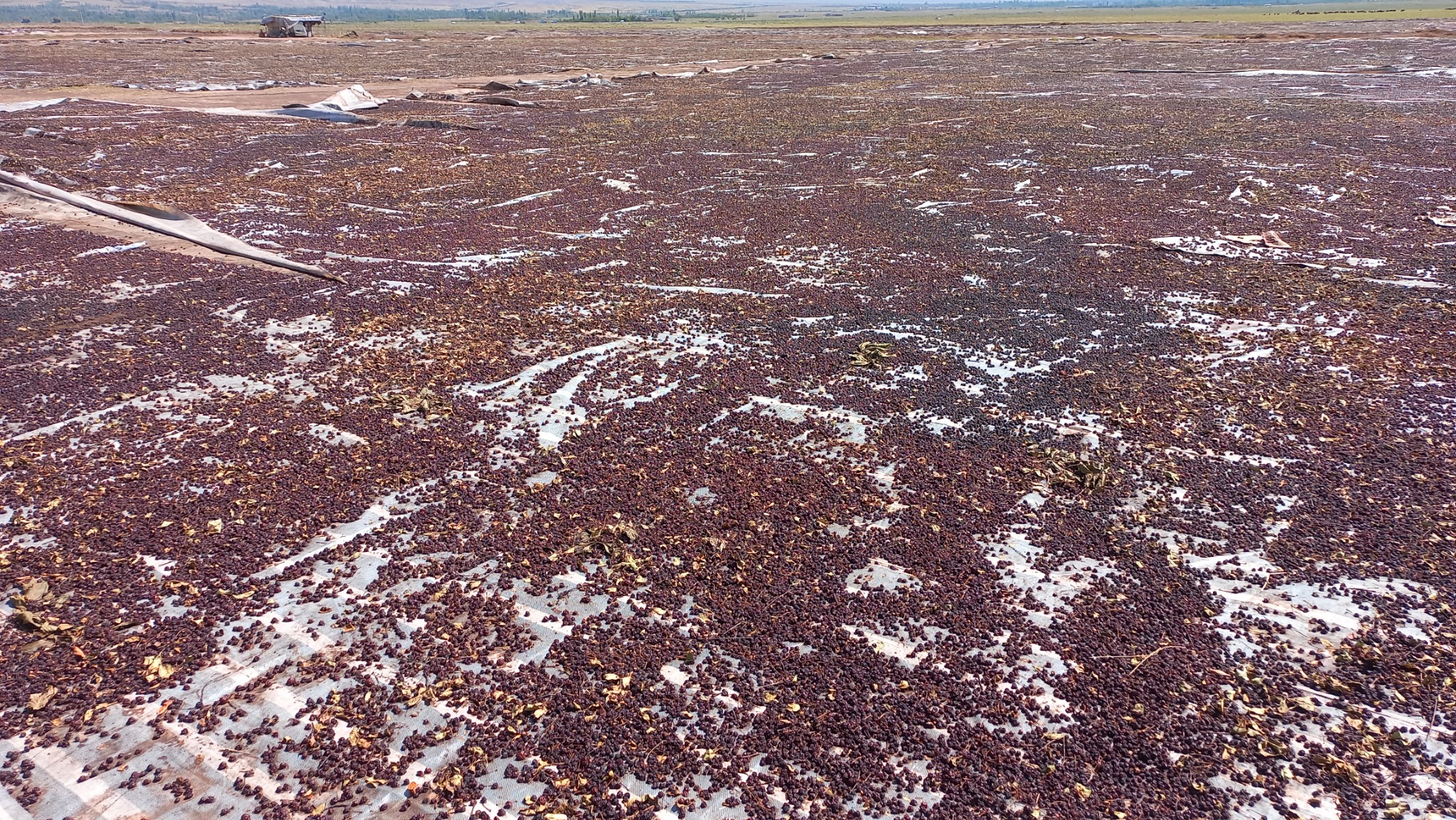 شرکت افی تجارت خشکبار افی