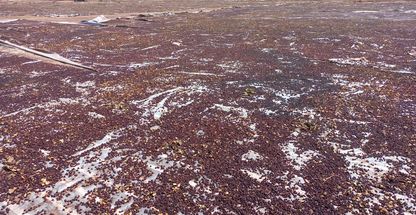 شرکت افی تجارت خشکبار افی