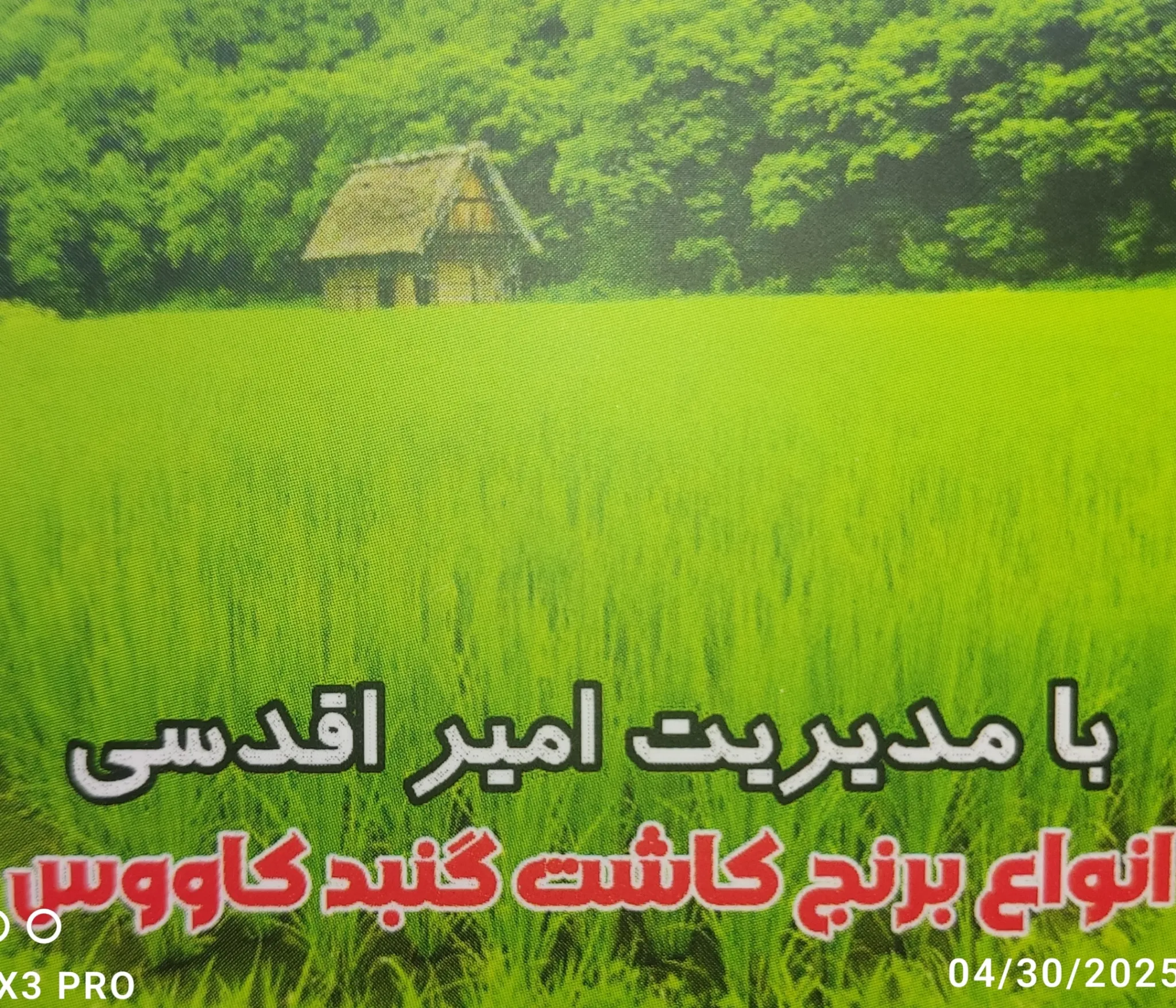 برنج گلستان