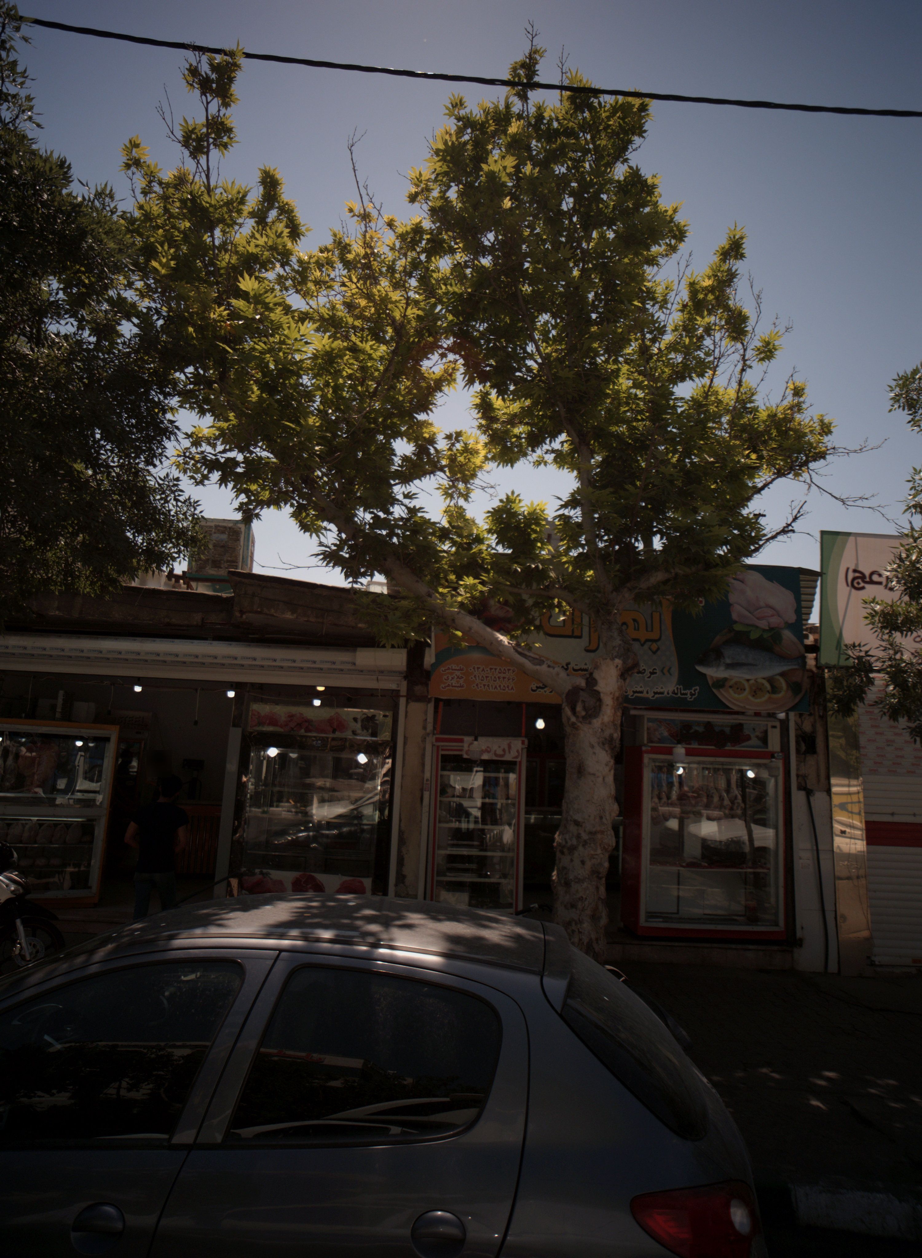 پروتئینی بهاران