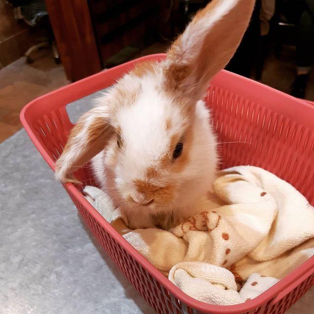 دامپزشکی دکتر بوذری