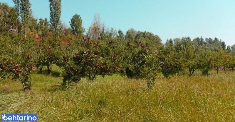 روستای صومعه علیا (سوما)