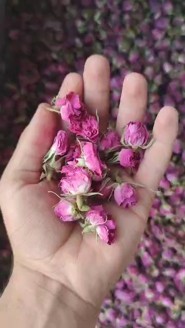 عطاری  معجزه طبیعت