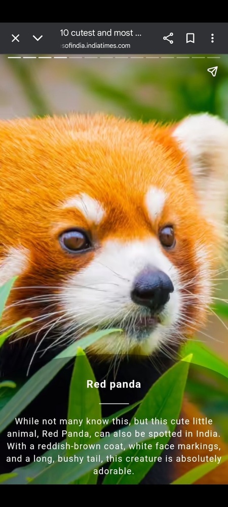 رعنا روزبهانی