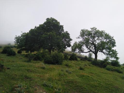 قبرستان   گلم بزه دار