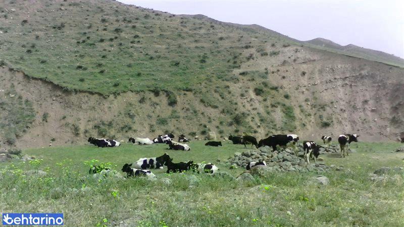 روستای قاسم دره (قاسم درق)