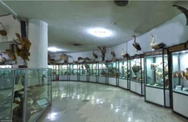 موزه تاریخ طبیعی