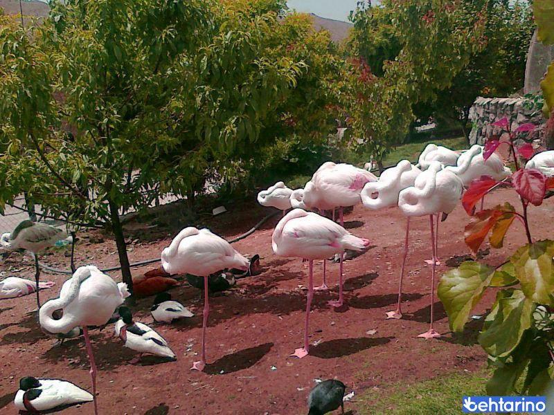 باغ پرندگان قمصر