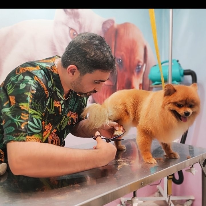 مجید پورشفیع قلعه کلی