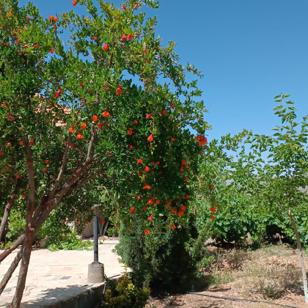 نمایندگی خلیج فارس آنلاین   کافی نت مرکزی 