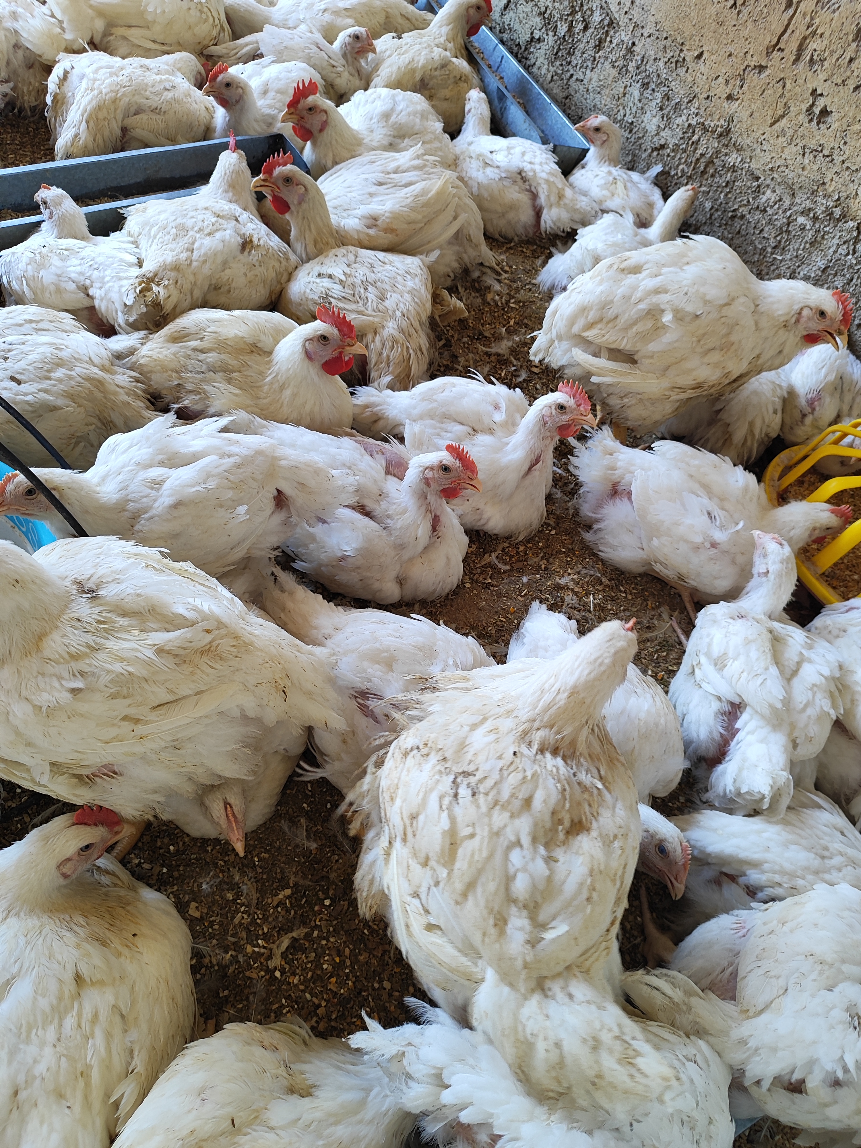 فروشگاه مرغ شمس الدینی