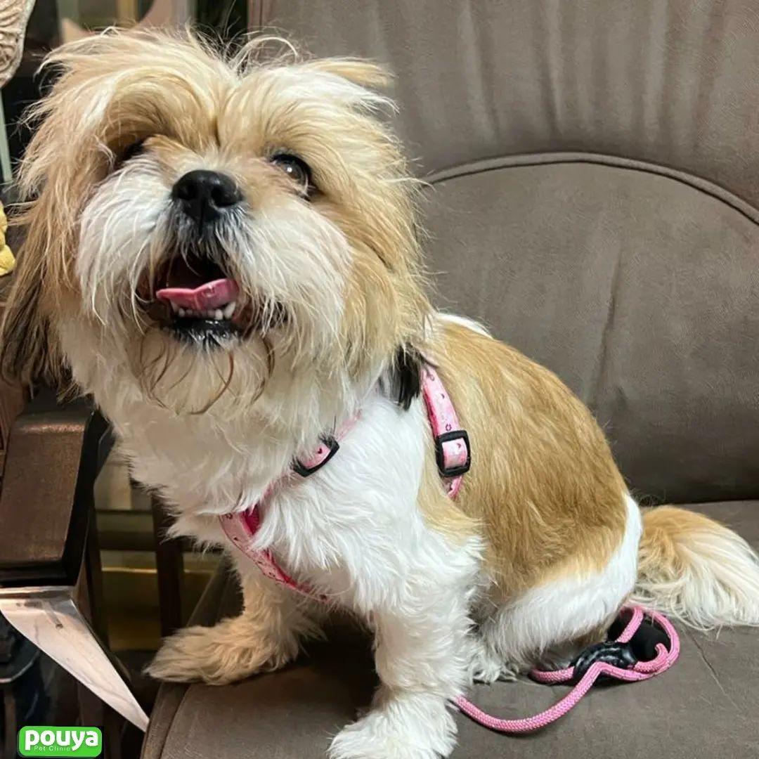 .كلينيك دامپزشكي پاستور تهران