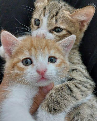 کلینیک دامپزشکی ستاره ری