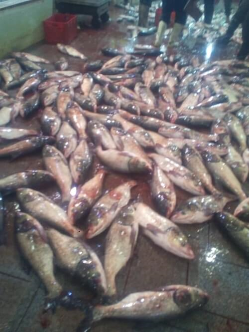 مرغ و ماهی خزر