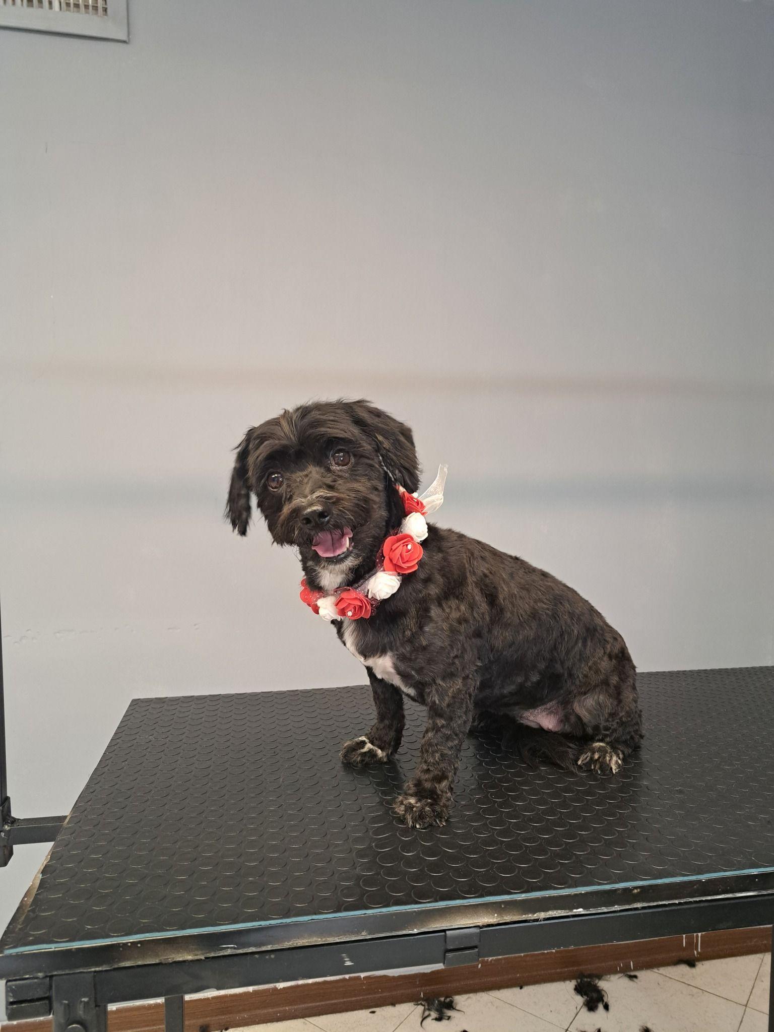 آرایشگاه حیوانات خانگی نگاه