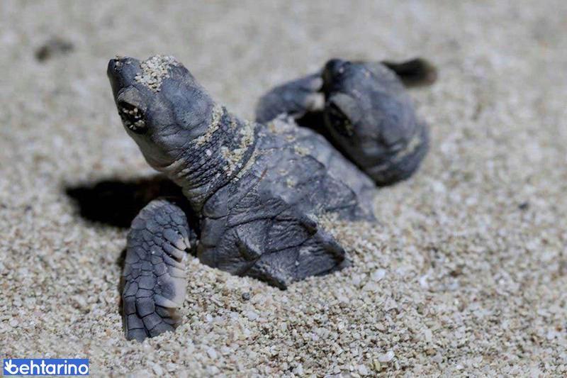 ساحل لاک پشت ها درهرمز