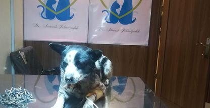 کلینیک دامپزشکی جباریزاده