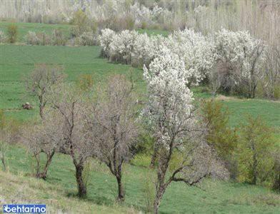 روستای اشنار