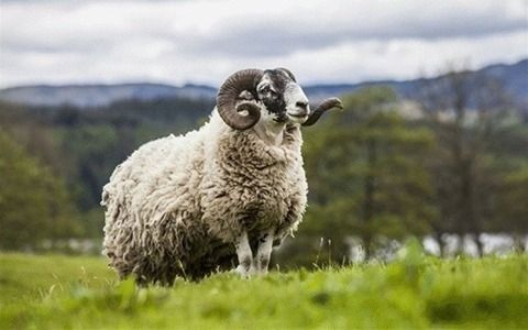 دامداری برادران فرزادمنش