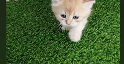 پت شاپ کیان ، خدمات تخصصی حیوانات خانگی