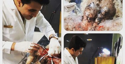 دکتر رضا محمودی مطب دامپزشک