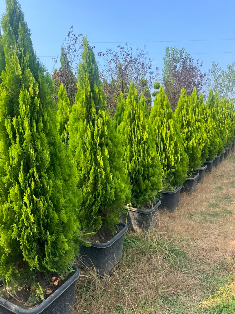 گلخانه رضایی