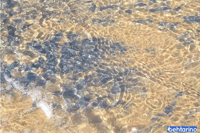 ساحل سنگ مرغان