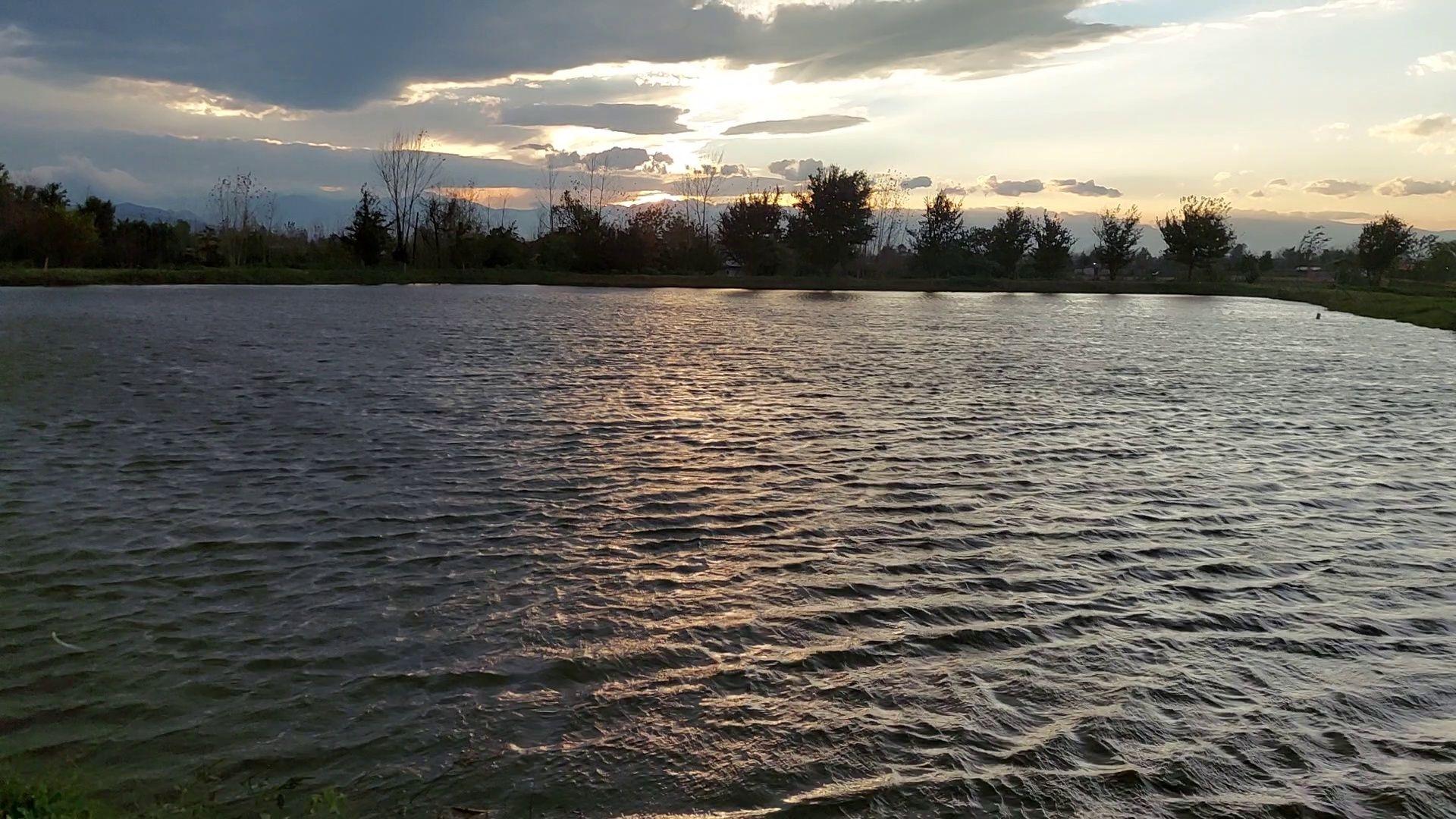 تکثیر و پرورش ماهی قرمز _ بچه ماهی کپور_امور_فیتوفاک_بیگهد