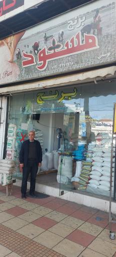 برنج مسعود