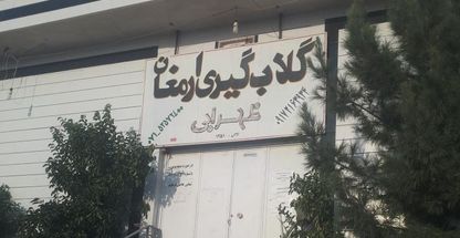 گلاب گیری ارمغان داراب