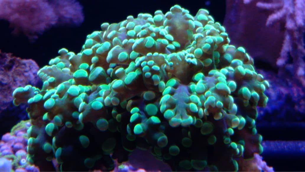 آکواریوم کاسپین بابلسر