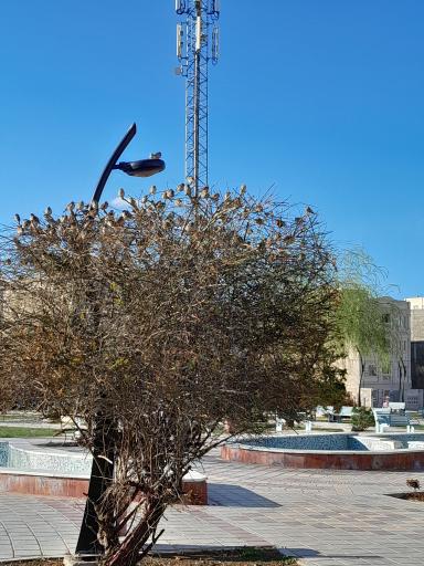 بوستان لاله