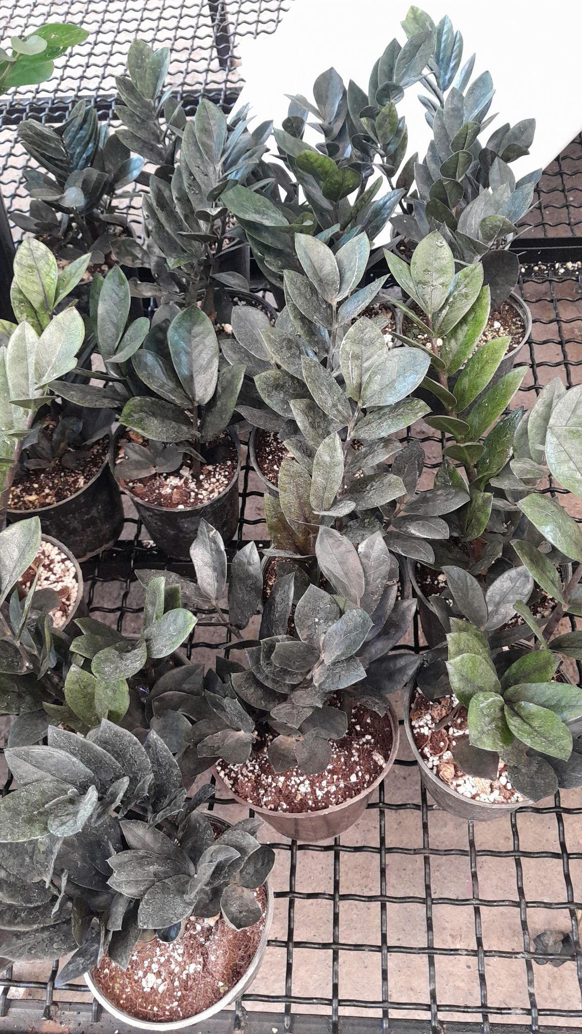 خانه گل پارسیس