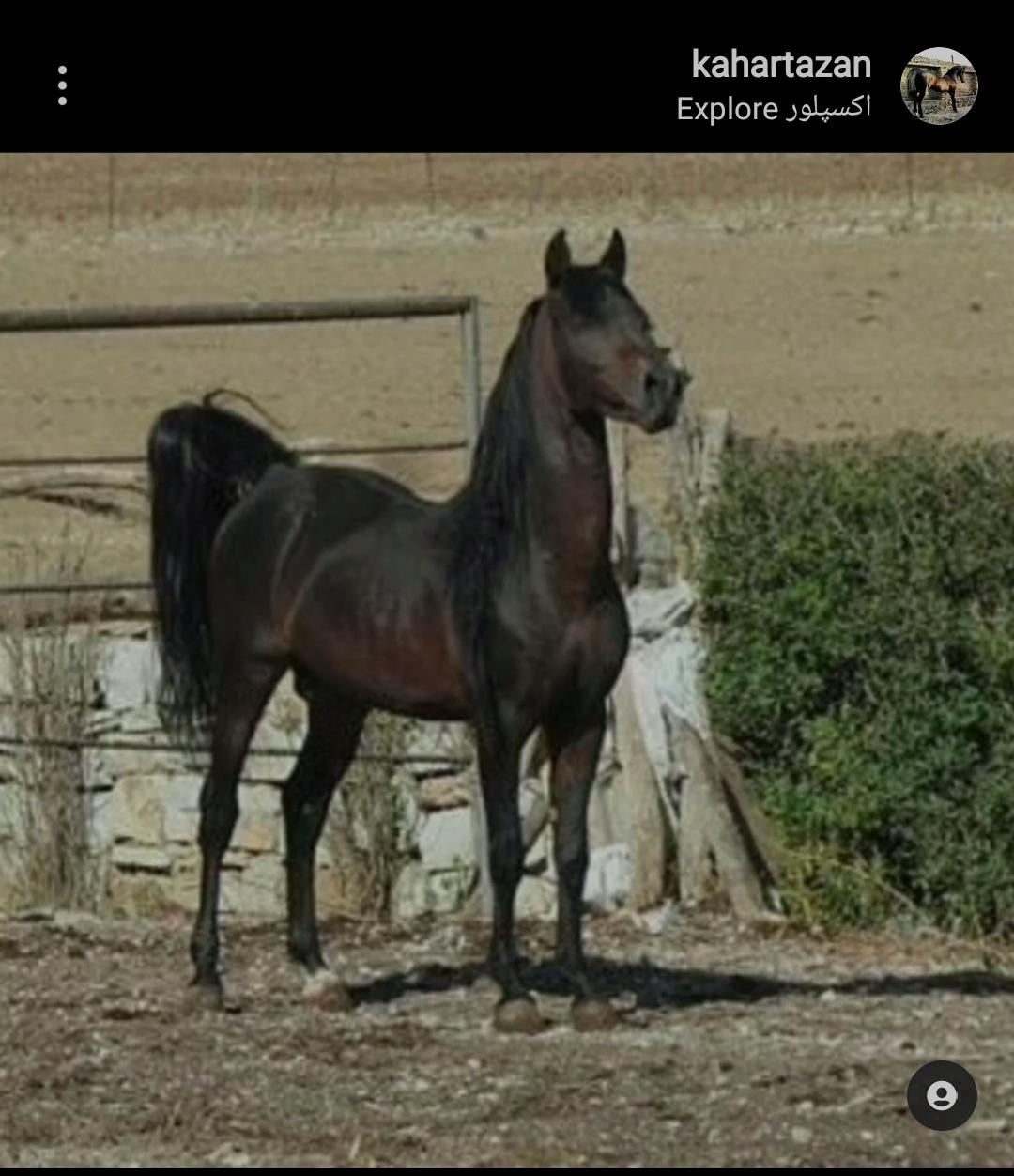مزرعه پرورش اسب کهر تازان