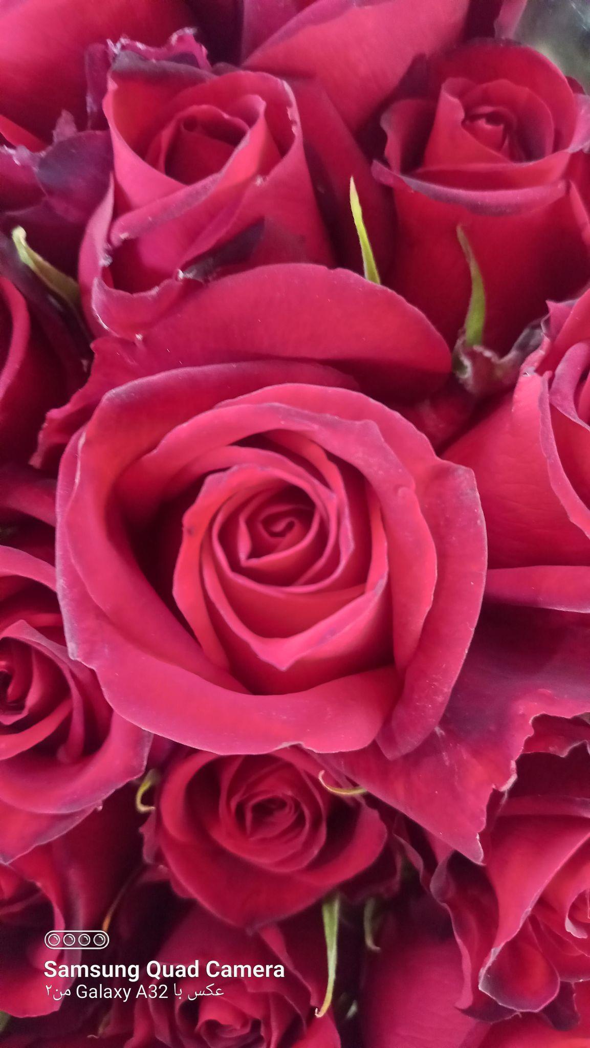 پخش عمده گل تیزفهم