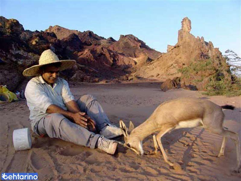 دشت های آهوان