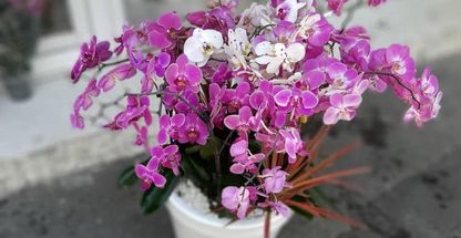 گلفروشی یونا (نوبخت)