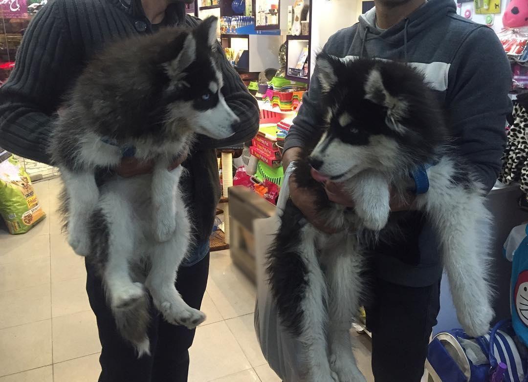 فروشگاه پت سنتر