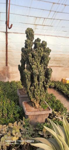 گلفروشی