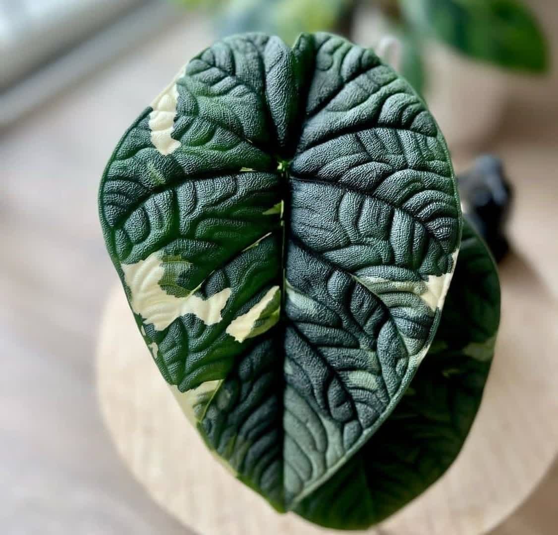 گلخانه آریانی فر