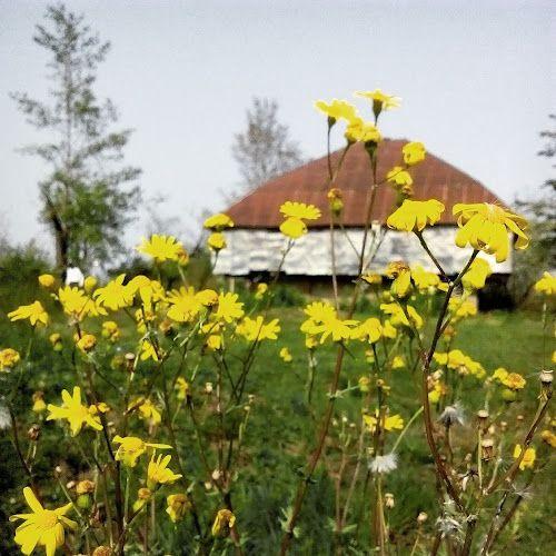 باغ و اقامتگاه بومگردی محمدی