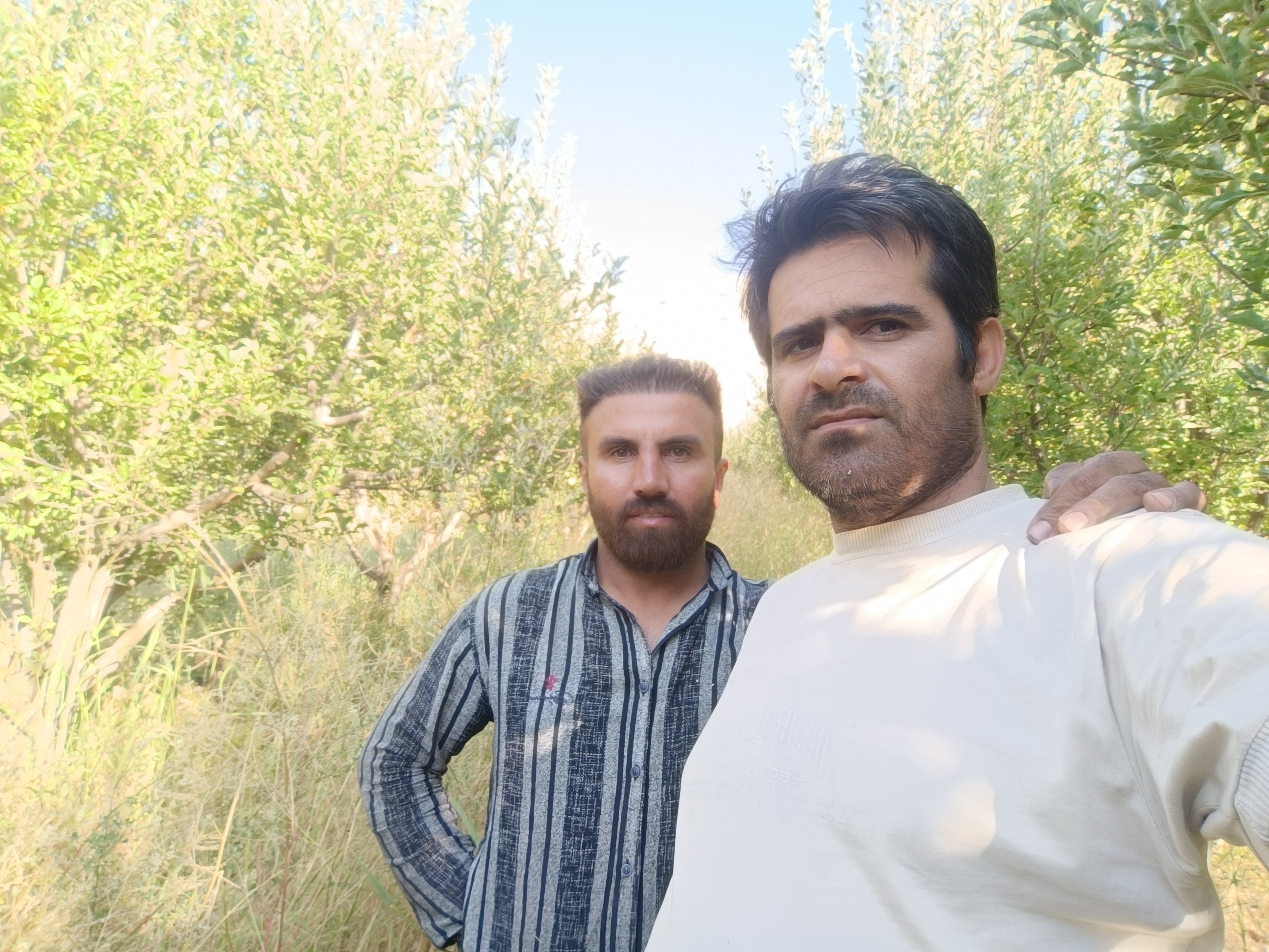 میوه ۱۱۰یاسوج