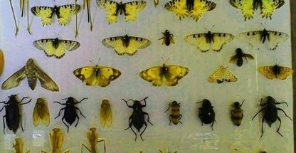 موزه حشرات هایک میرزایانس